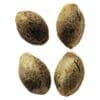 Durban Violette - Cannabis Seeds