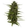 Plum Kushwave Seeds
