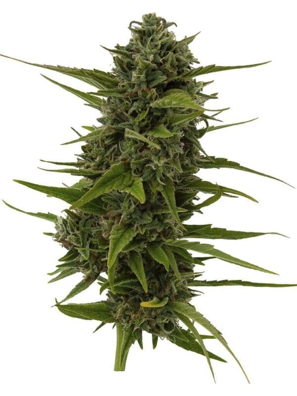 Plum Kushwave Seeds