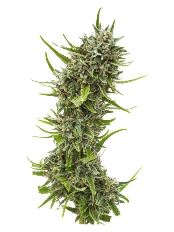 Durban Violette
