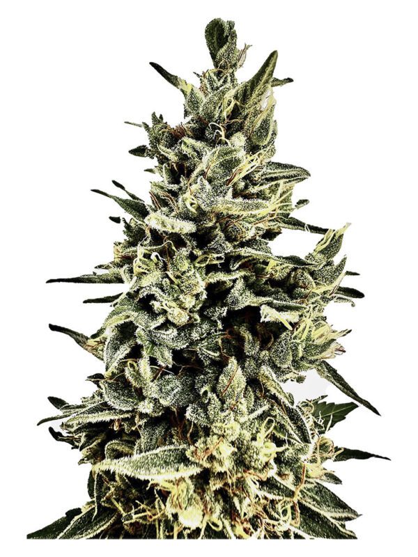 Buy Cannabis Seeds Canada