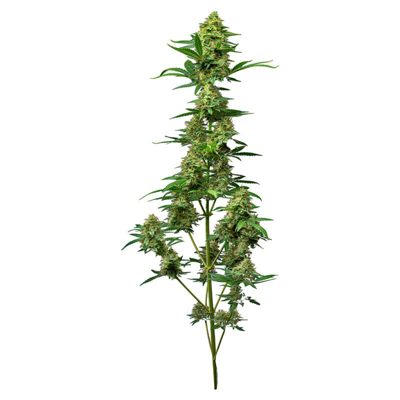 Froot by the Foot Feminized Autoflower Seeds <br>4 Pack <br>Indica