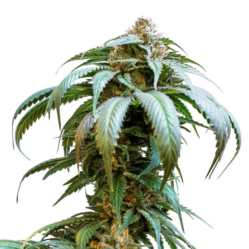 Bubba Kush Seeds (Feminized) Seeds <br>5 Pack <br>Indica