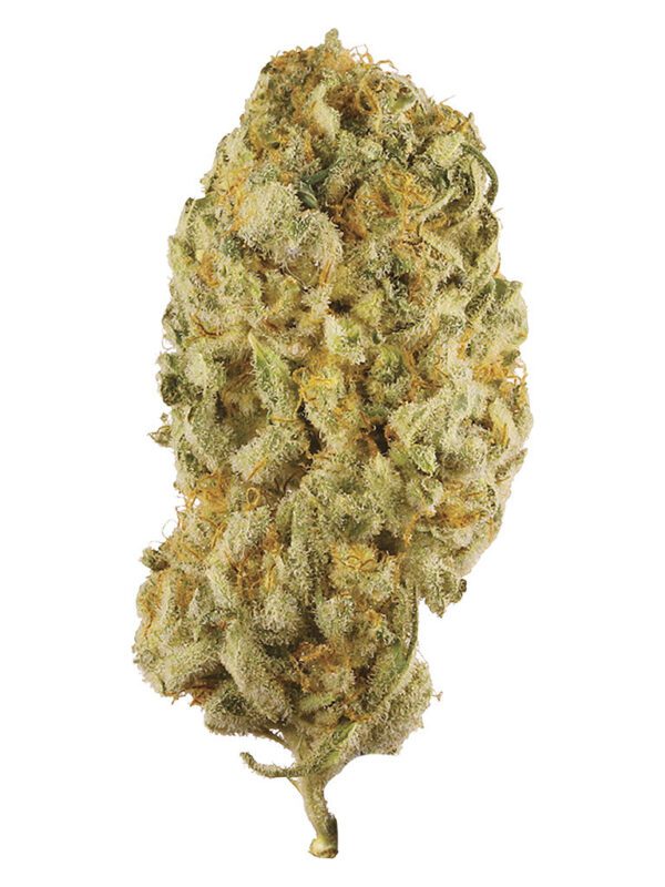 Jack Herer