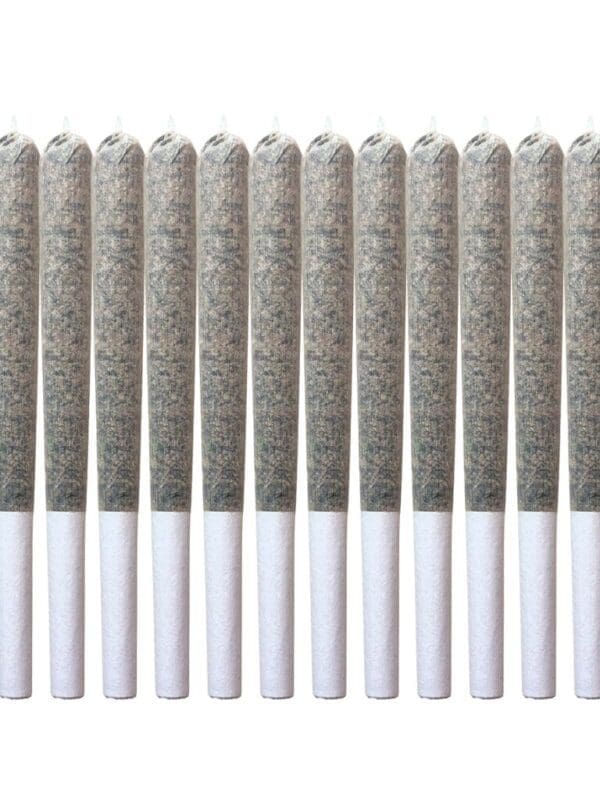 Miami Daze(Guru) Pre-Rolls 14 Pack <br>Sativa <br>28.13%