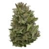 Pretty Chill Indica 28g by Deelish