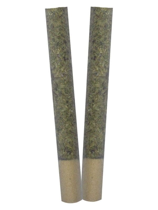 IGNITE Pre-Rolls 2 Pack by TRYGG Sativa at Montrose Cannabis