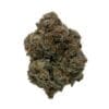 The Collective Half Q Northern Canna (Toad Poison) Montrose