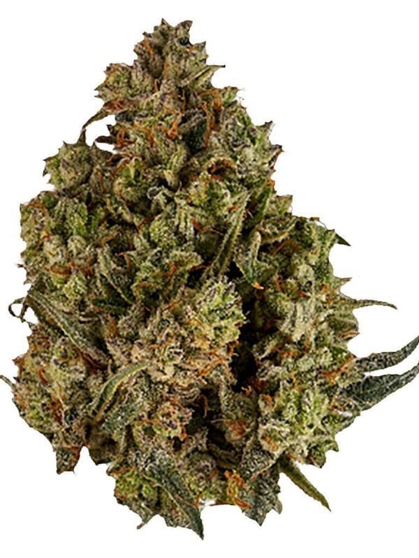 Halftime Balanced 1:1 CBD 7g | Viola | Montrose Cannabis