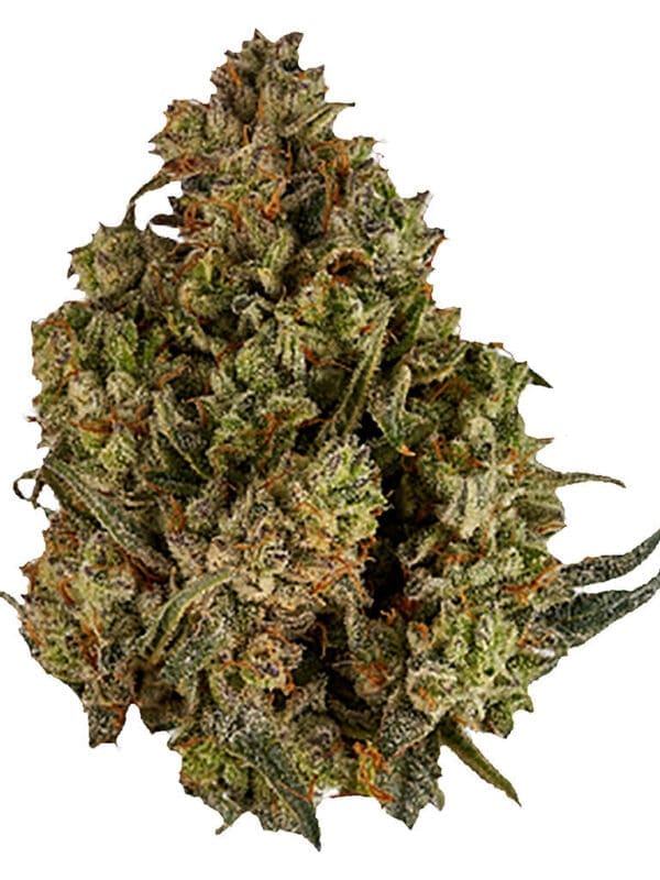 Halftime Balanced 1:1 CBD 7g | Viola | Montrose Cannabis